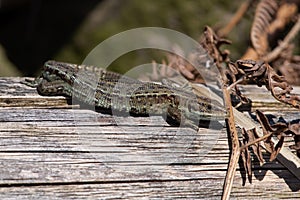 Common Lizard, Zootoca vivipara