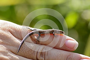 Common Lizard (Zootoca vivipara)