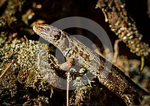 Common lizard, Zootoca vivipara