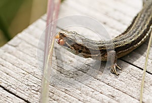 A Common Lizard, Zootoca vivipara, eating an insect on a wooden boardwalk.