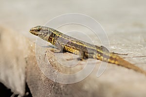 common lizard, zootoca vivipara, lacerta vivipara