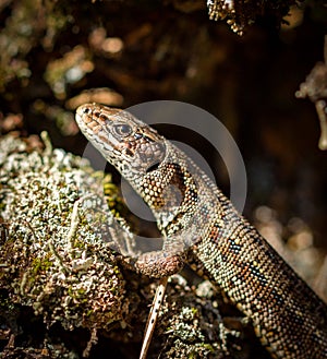 Common lizard, Zootoca vivipara in natural habitat