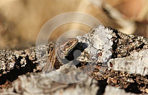 A Common Lizard, Zootoca vivipara, warming itself on a log in the spring sunshine.