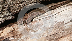 A Common Lizard, Zootoca vivipara, warming itself on a log in the spring sunshine.