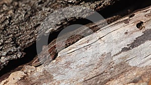 A Common Lizard, Zootoca vivipara, warming itself on a log in the spring sunshine,