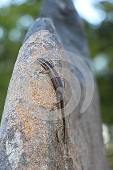 Common lizzard on a big rock