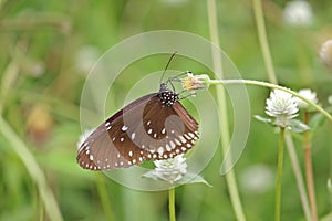 The Common lndian Crow butterfly On yellow flowers photo