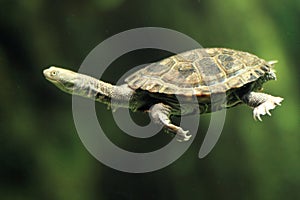Common long-necked turtle