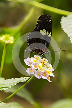 Common Longwing Butterfly on Lantana Flower