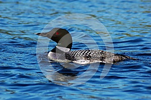 Common loon