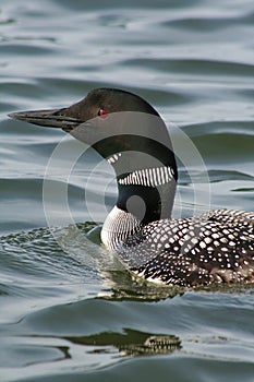 Common Loon