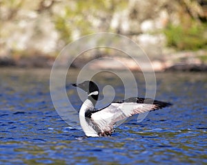 Common Loon