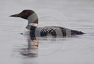 Common Loon