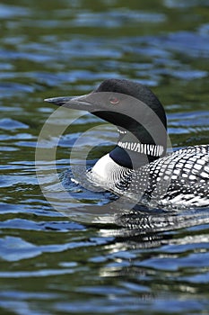 Common Loon