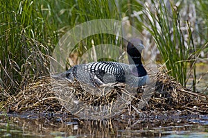 Common Loon