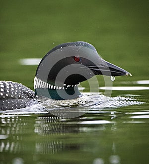 Common Loon