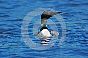 Common loon