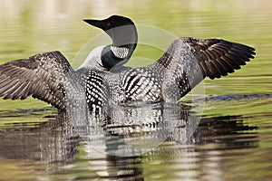 Common Loon