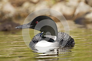 Common Loon