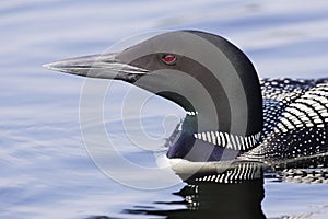 Common Loon