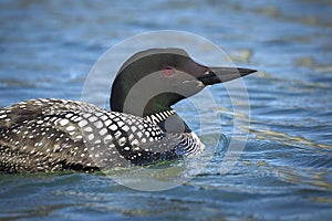 Common Loon