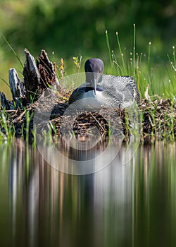 A Common Loon in Acadia National Park