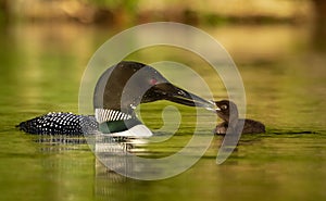 A Common Loon in Acadia National Park