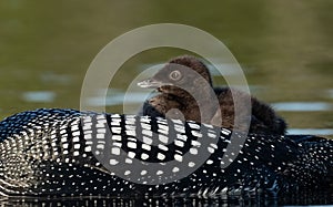 A Common Loon in Acadia National Park