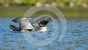 A Common Loon in Acadia National Park