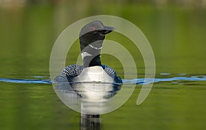 A Common Loon in Acadia National Park