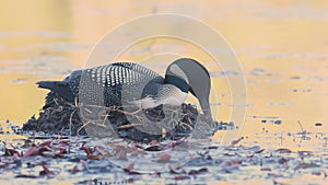 A Common Loon in Acadia National Park