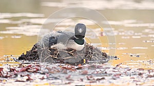 A Common Loon in Acadia National Park