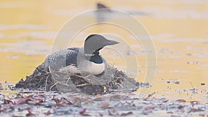 A Common Loon in Acadia National Park