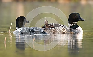 A Common Loon in Acadia National Park