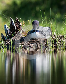 Common Loon - Acadia National Park - Maine