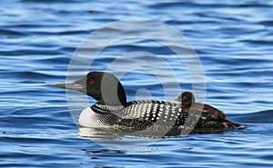 Common Loon Adult with Baby Chick Riding on Back