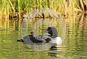 Common Loon Adult with Baby Chick Riding on Back