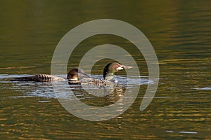 A Common Loon Adult and Juvenile