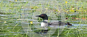 Common Loon and Baby Chick Swimming