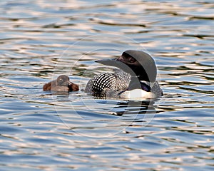 Common Loon and Baby Loon Photo and Image. Loon with baby chick swimming swimming and enjoying their environment