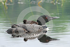 Common Loon Baby on Mothers Back