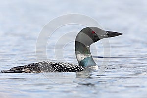 Common Loon on a Canadian Lake