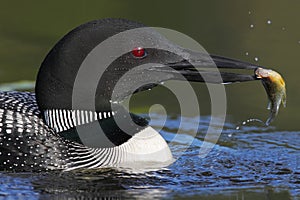 Common Loon Catching a Sunfish