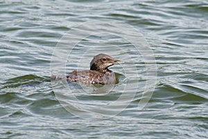 Common Loon Chick