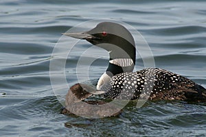 Common Loon with Chick