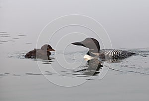 Common Loon with chick