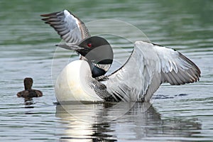 Common Loon and Chick