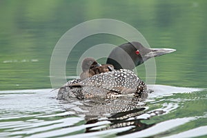 Common Loon and Chick