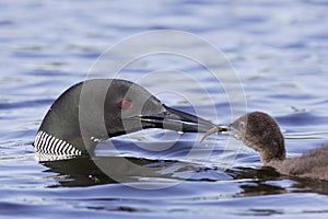 Common Loon with Chick