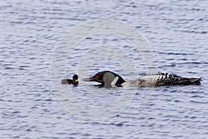 Common Loon with Chick  703388